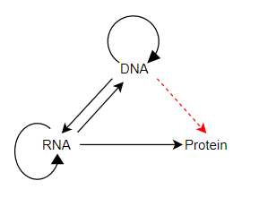 Central Dogma: permissible pathways